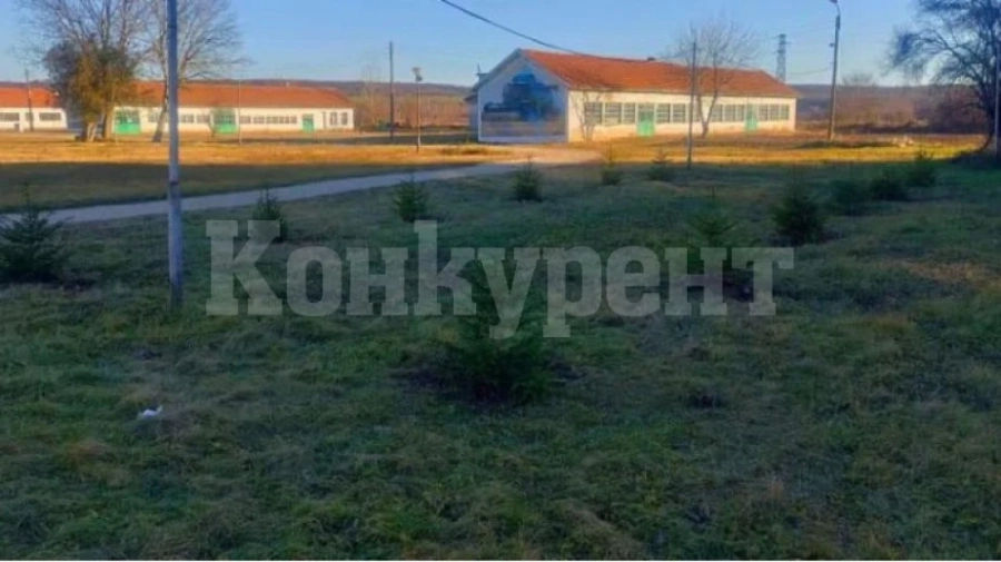 Три нови елхички за Коледната гора на гимназията във Владимирово