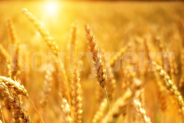 Русия временно забрани износа на твърда пшеница