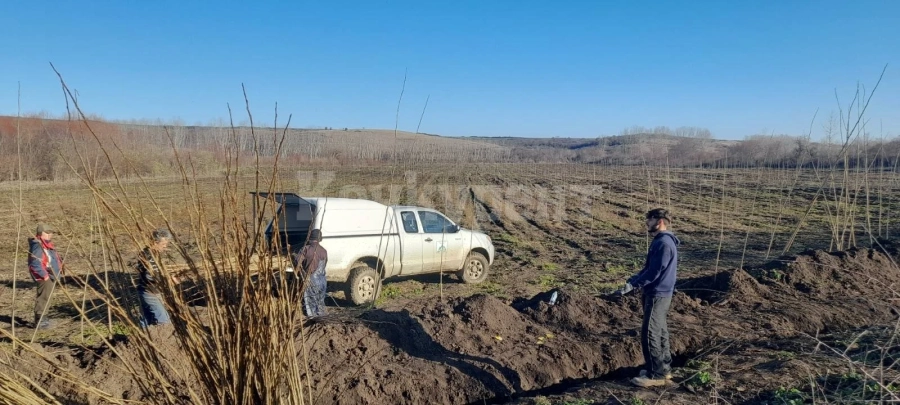 Държавното горско стопанство във Враца залеси 85 декара с топола СНИМКИ