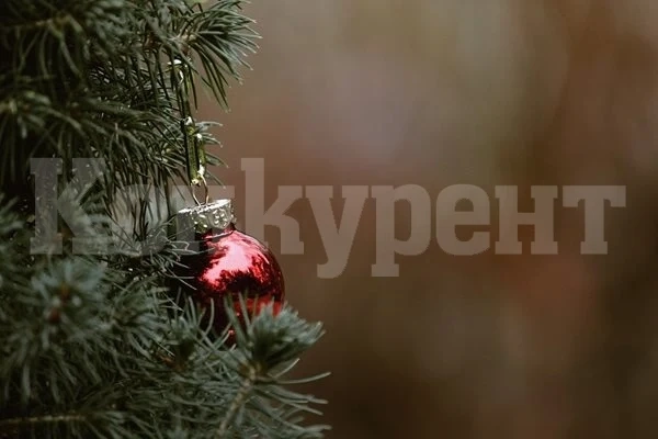 Пияна рускиня се качи на върха на 20-метрова елха