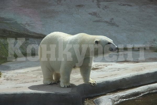 Полярна мечка умря от птичи грип