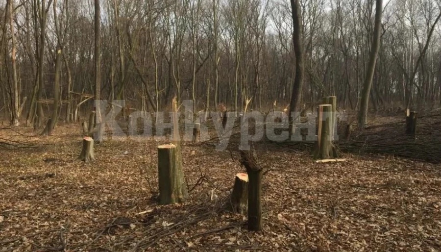 Незаконна сеч край Разлог: Отсекли са над седемдесет дървета
