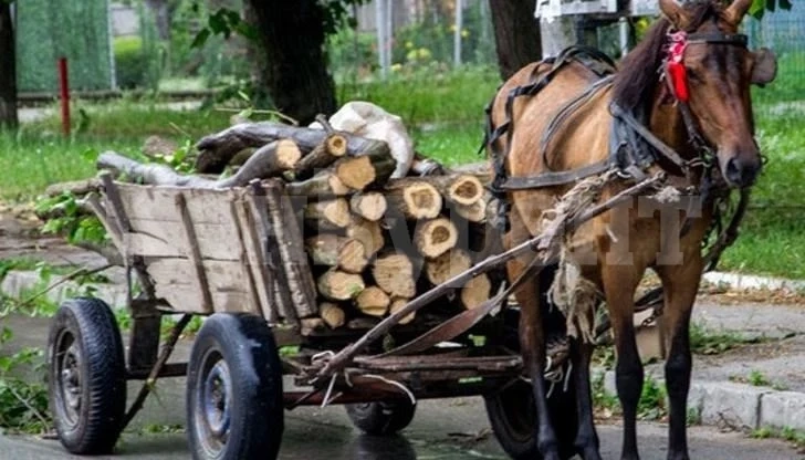 Глобиха двама за незаконни дърва