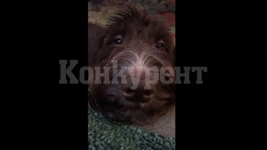 Куче изяде плик с 4000 долара