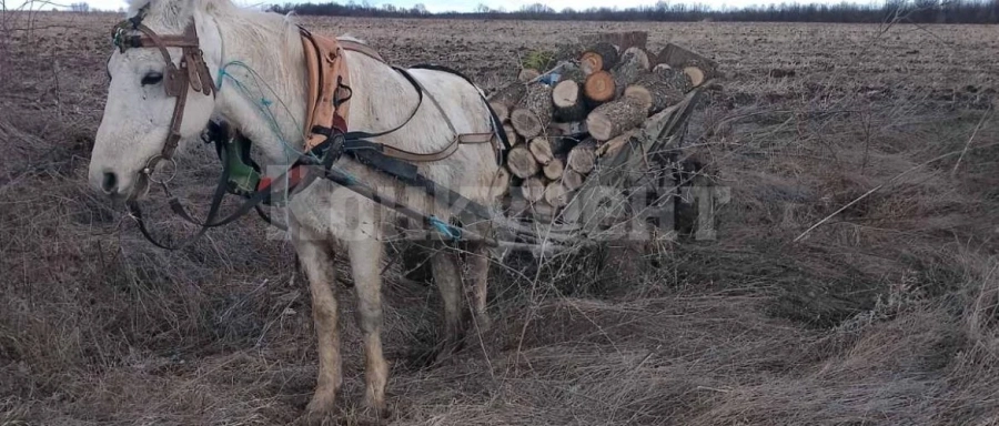 Служители на СЗДП спряха бракониерска сеч в белоградчишкото село Извор СНИМКИ