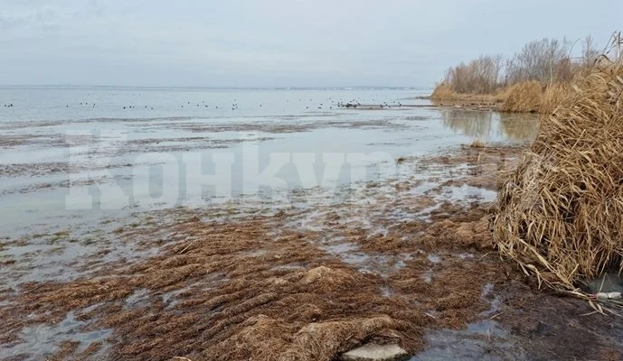 Мъртви водорасли вмирисаха бургаското езеро Вая