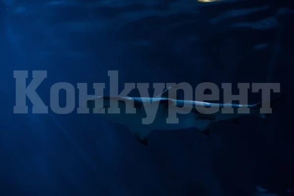 Морски биолог изследва едри бозайници на Антарктида за наличието на живак