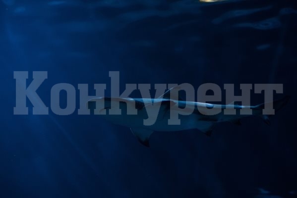 Морски биолог изследва едри бозайници на Антарктида за наличието на живак