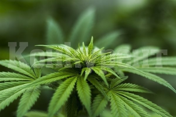 Тайланд ще забрани употребата на марихуана за забавление