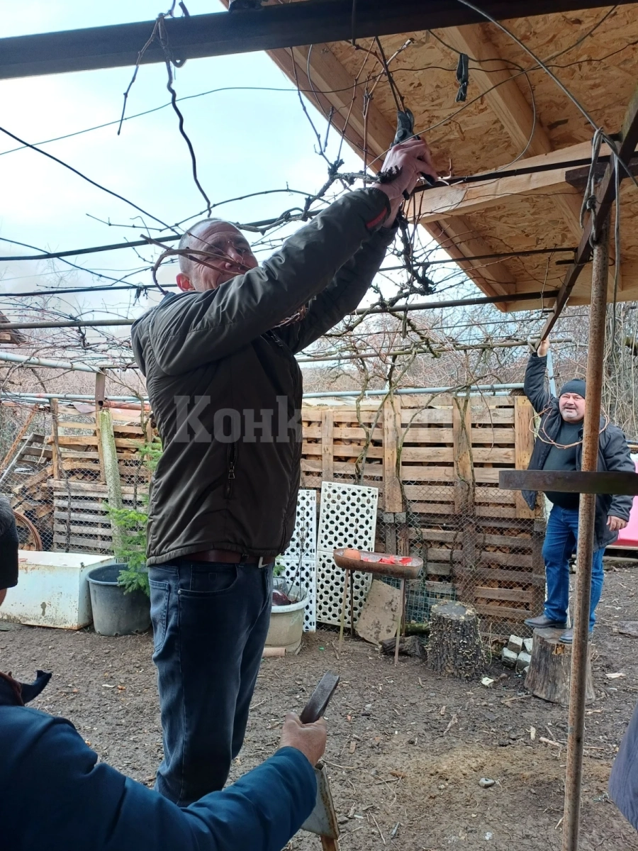 Замфирово отбеляза подобаващо Трифон Зарезан