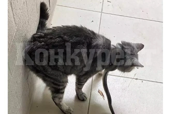 Не е за вярване как тази жена спаси котката си от смъртоносна опасност