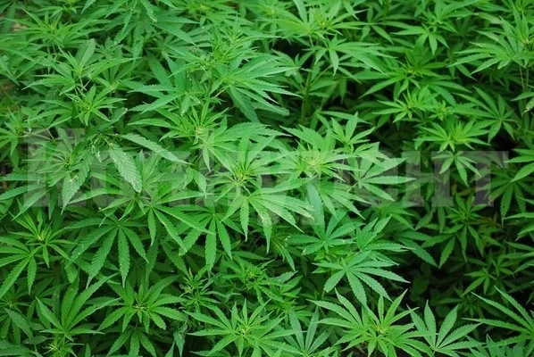 Украйна узакони употребата на канабис за медицински цели