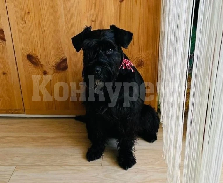 Отрова, поставена в тревата погуби куче