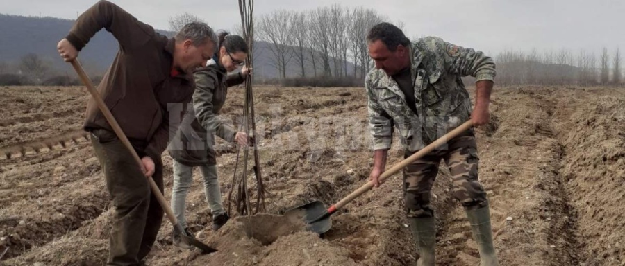 Кампанията по залесяване в ДГС Монтана е в разгара си
