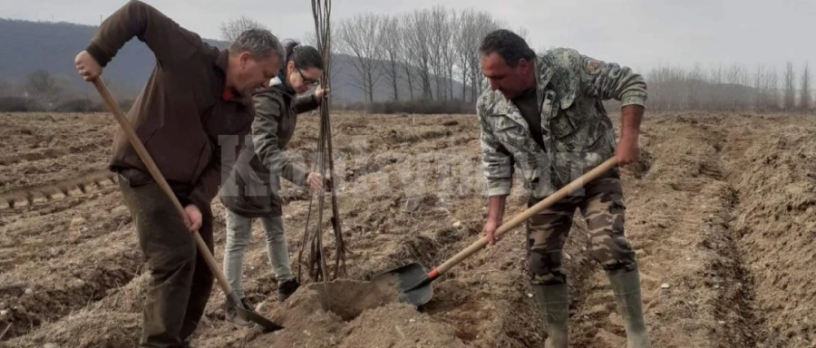 Кампанията по залесяване в ДГС Монтана е в разгара си