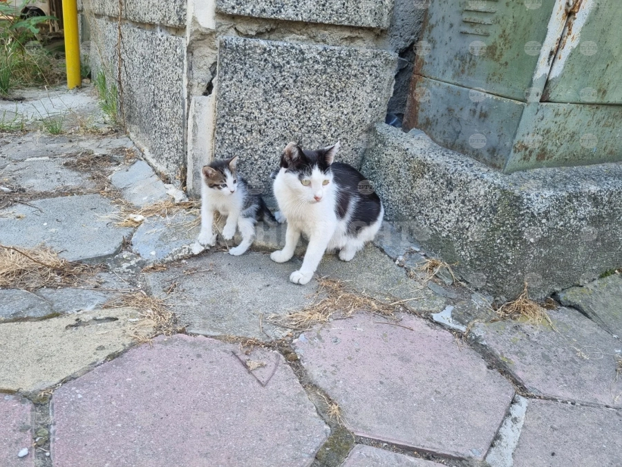 Тровят дворни котки