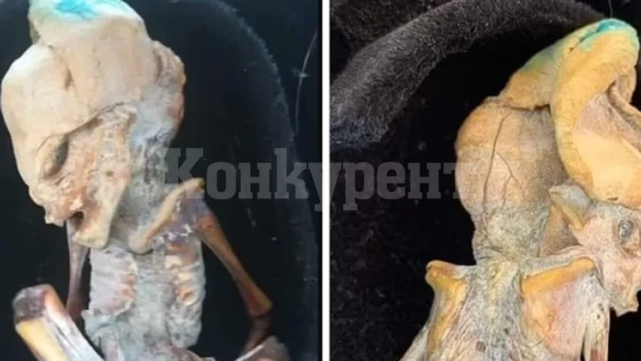 Откриха мистериозна малка мумия в Колумбия СНИМКА