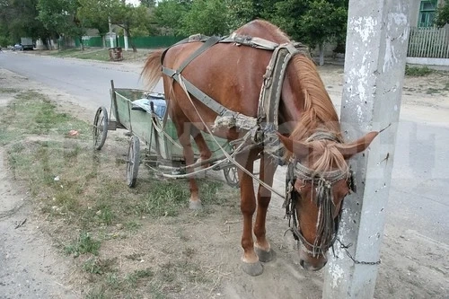 Кон прични катастрофа в Гложене