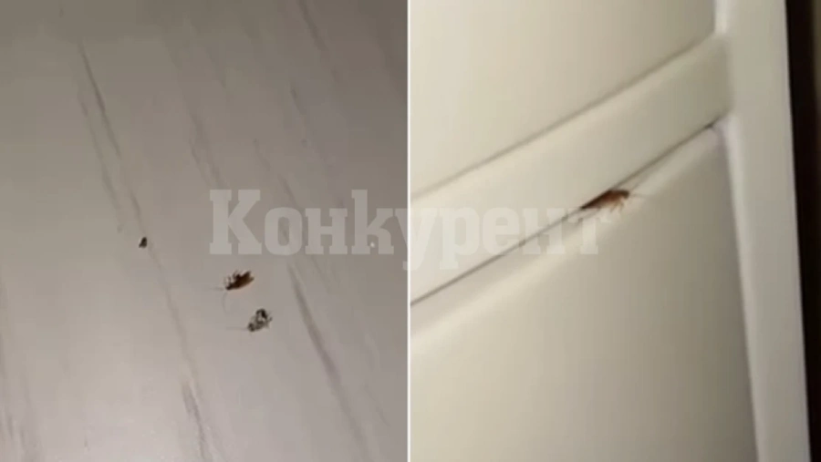 Сигнализират за хлебарки в болница в Габрово СНИМКА