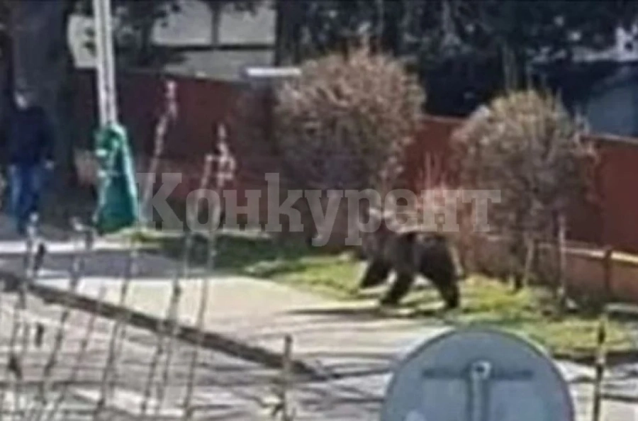 Хора бяха нападнати от мечка в центъра на град в Словакия