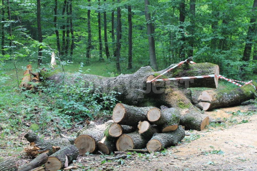 Заловиха бракониери, секли незаконно край монтанско село, един е в ареста