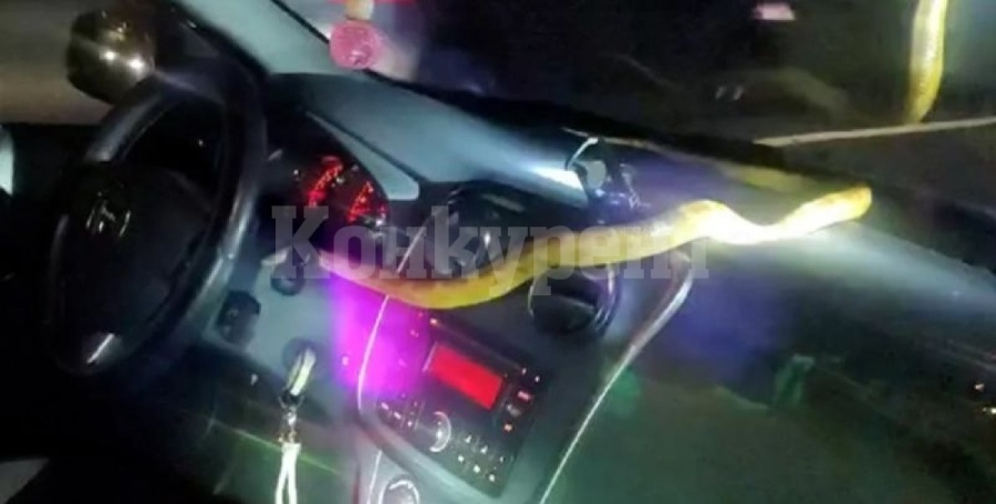 Жена откри змия в колата си в Испания 