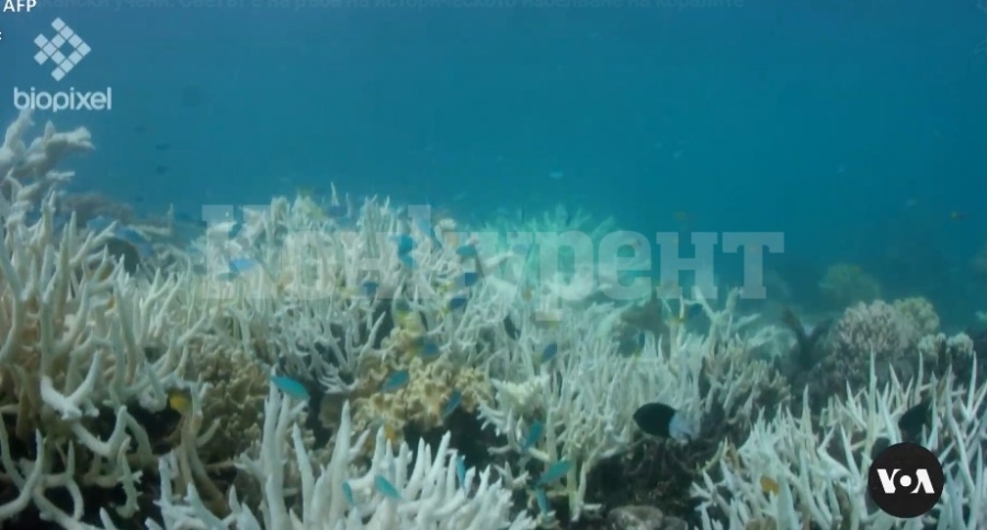 Американски учени: Светът е на ръба на историческото избелване на коралите