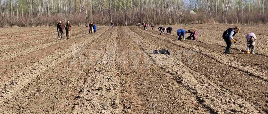 В Международния ден на горите: ДГС Оряхово вкорениха 25 хил.тополови резници