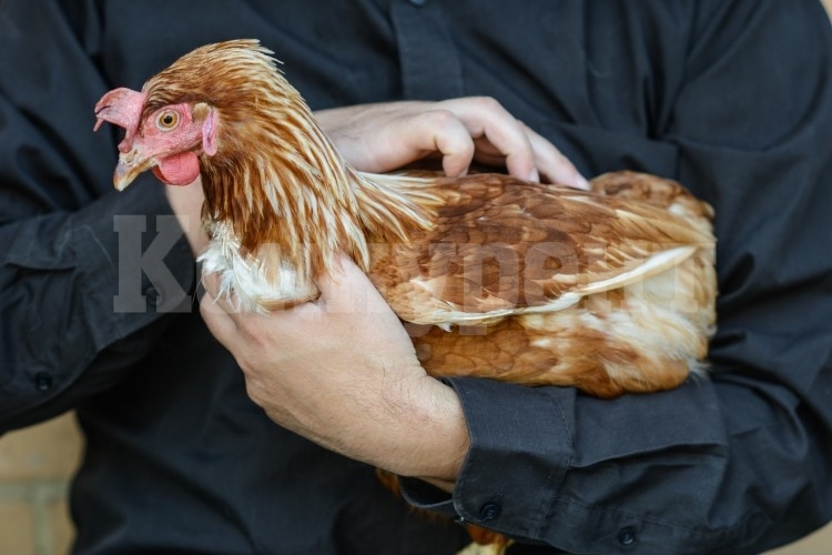 Хванаха крадеца на кокошки от Мраморен 
