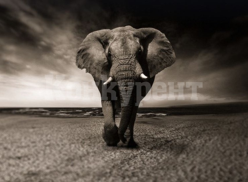 Слон уби 80-годишна туристка