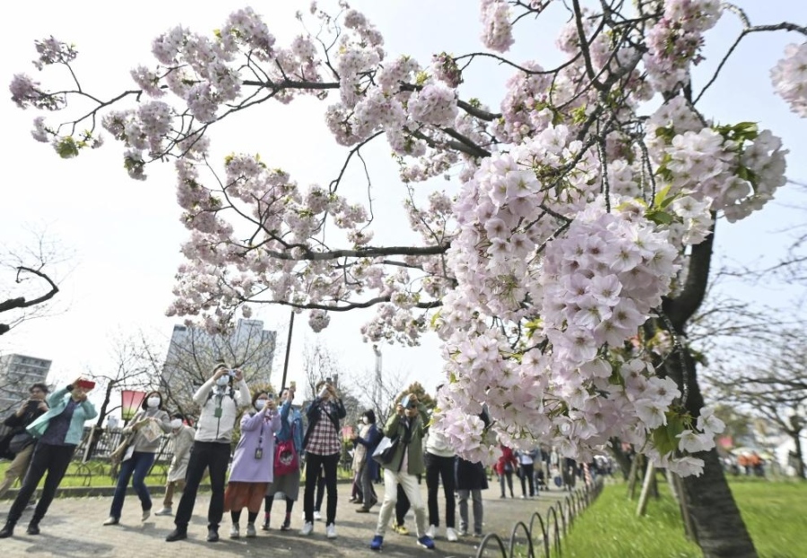 Множество хора се събраха в Токио, за да се насладят на прочутите японски вишнени дървета