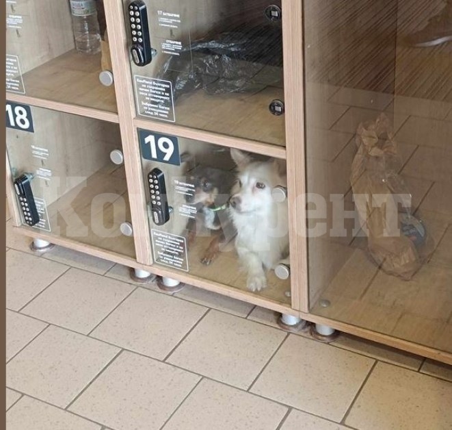 Затвориха кученца в клетка за багаж в Монтана СНИМКА