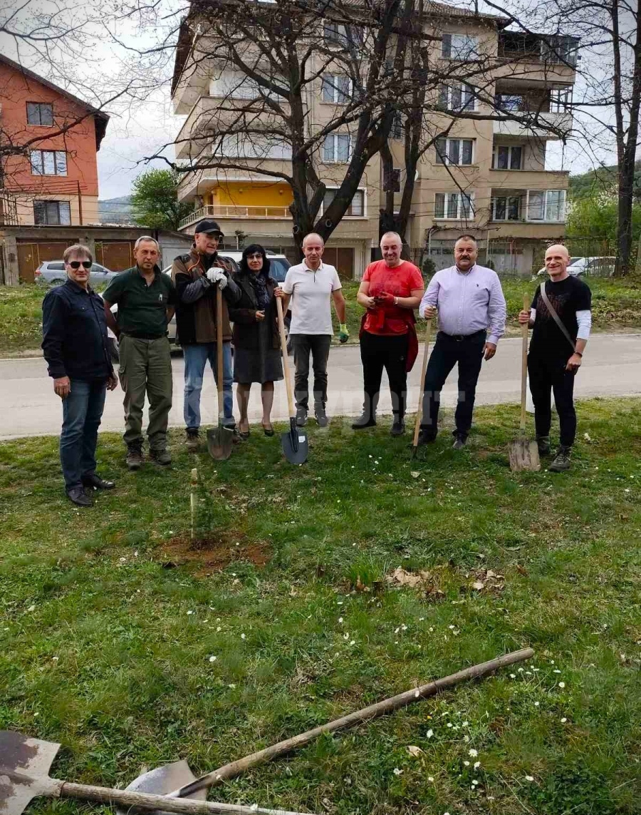 Ротари клуб засади 20 дръвчета на територията на МБАЛ-Берковица