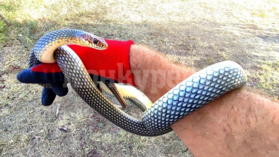 Харманли вече има ловец на змии