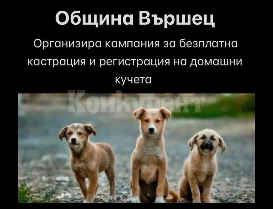 Община Вършец организира кампания за безплатна кастрация и регистрация на домашни животни