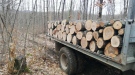 Обява! Фирма „ЕТ Генади Каменов“ продава дърва за огрев и извършва рязане на опасни дървета. 