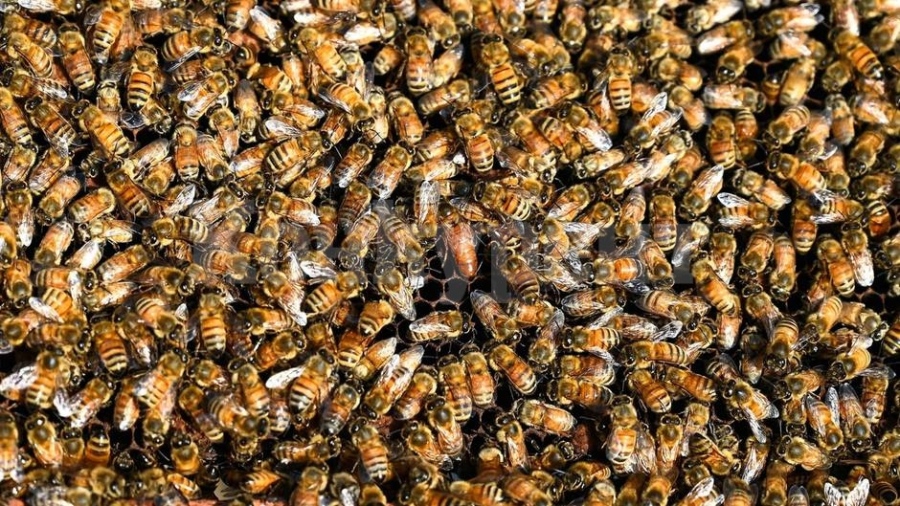 „Тук има чудовище“: 3-годишно дете живее с десетки хиляди пчели в стените на стаята си
