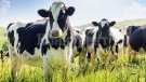 Има риск от разпространение на птичи грип сред крави извън САЩ