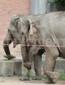 Зоологическата градина в София е отворена и е с редовно работно време по време на всички празнични дни до 6 май