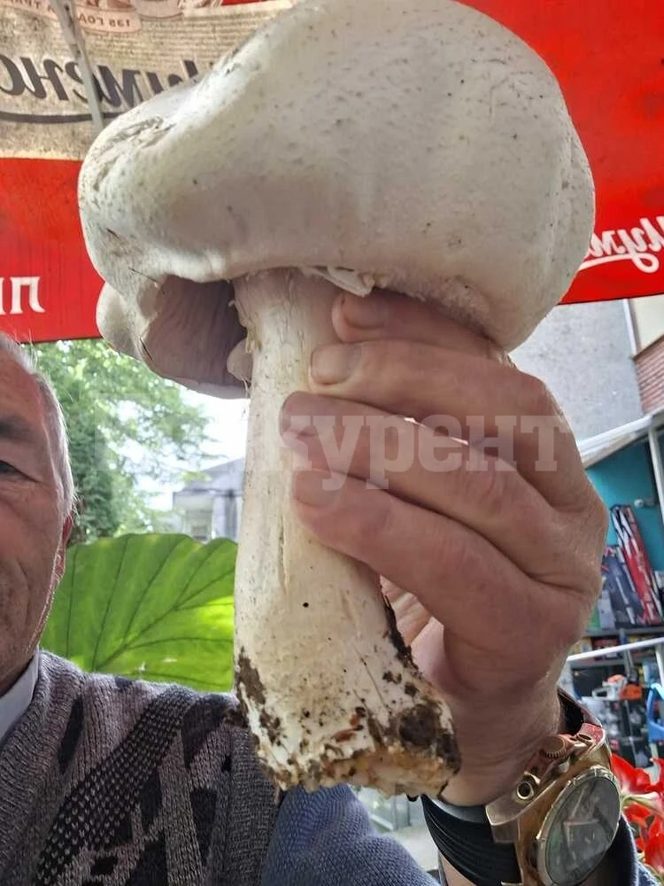 Гъба с тегло от почти половин килограм е набрана край омуртагското село Обител