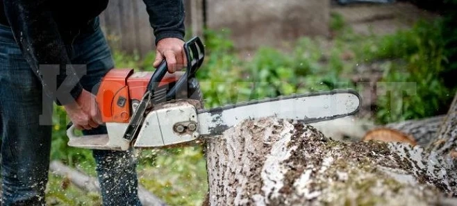 Близо 2 000 проверки в държавните гори през месец юни