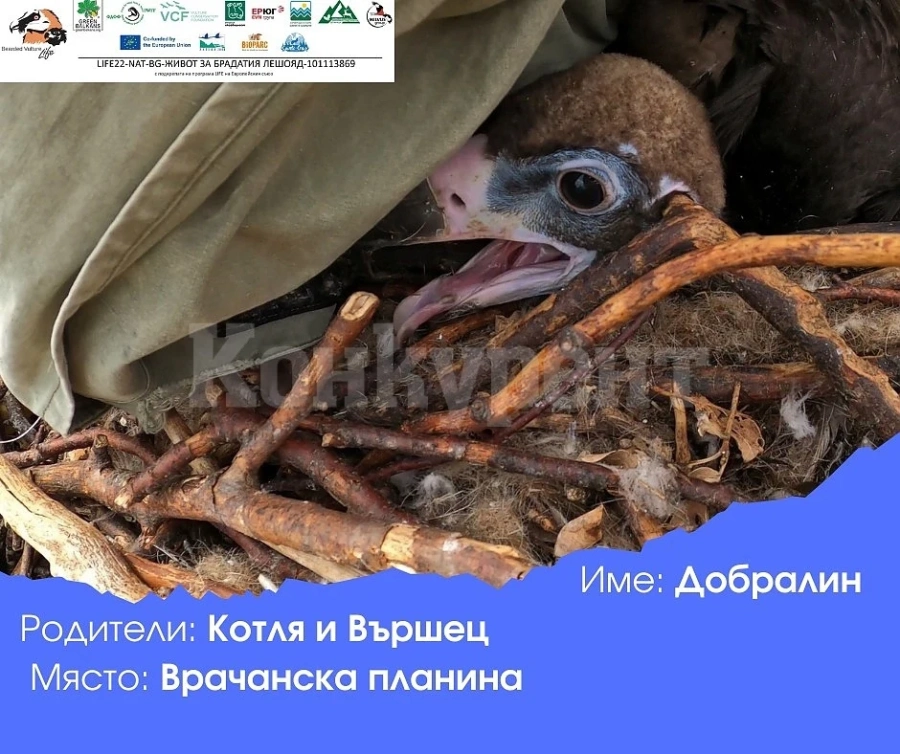 Излюпените черни лешоядчета в Природен парк \