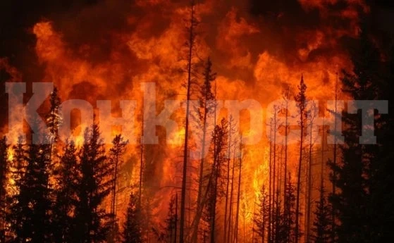 100 декара гори са изпепелени снощи край Габровница