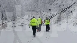 До 15 часа Петрохан е затворен, премахват опасни дървета в близост до пътя
