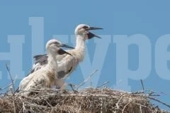 Повече щъркели спрямо броя им преди 10 години отчете БДЗП