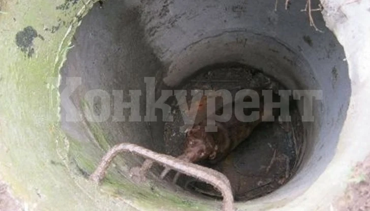 Пожарникари спасиха куче, паднало в шахта