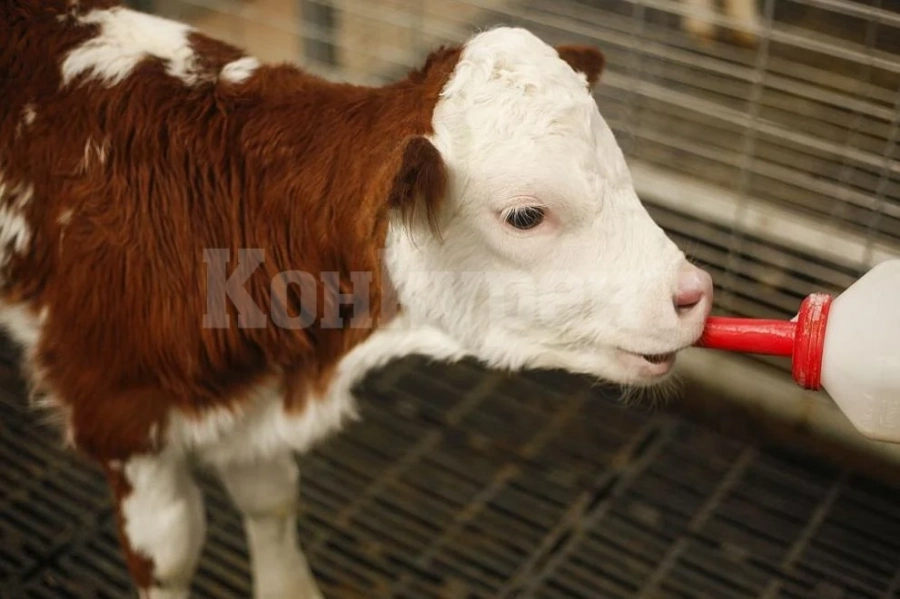 Три телета изчезнаха от обор в Мокреш