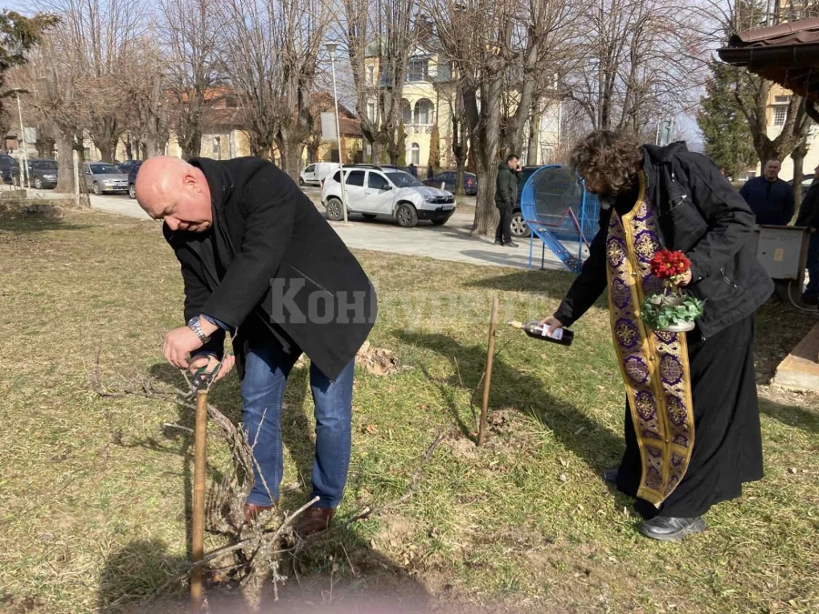 За поредна година кметът на Вършец заряза лозето на Трифон Зарезан