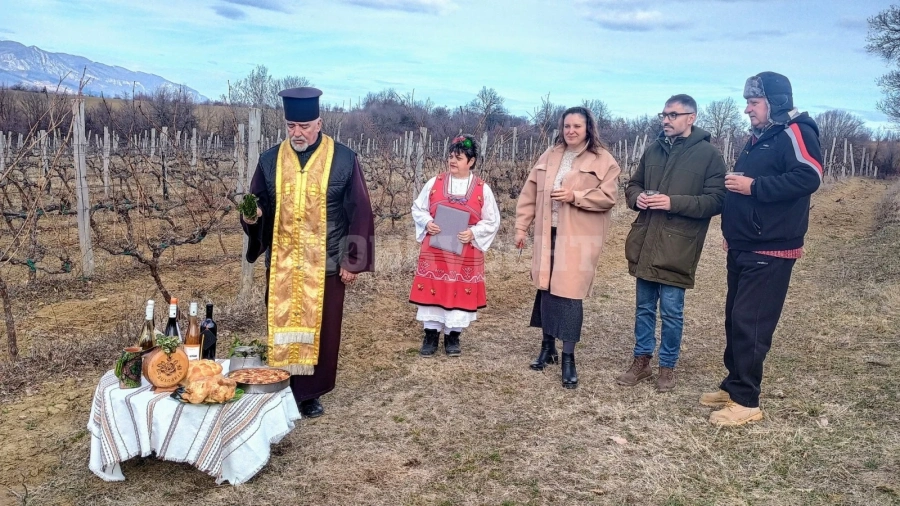 В Дома на виното в Северозападна България - село Типченица, честваха Трифон Зарезан