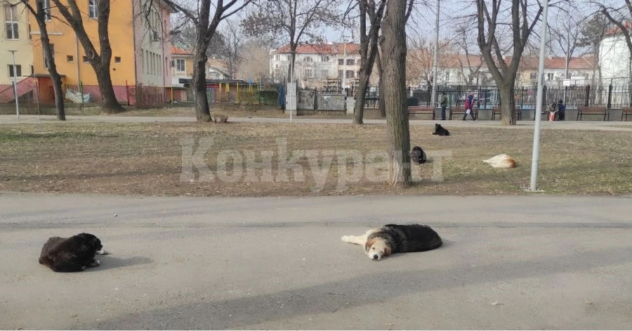 Видин търси осиновители за безстопанствени кучета